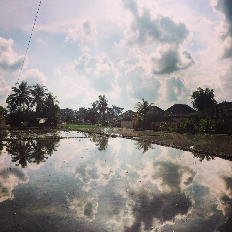 reflexion on the rice fields