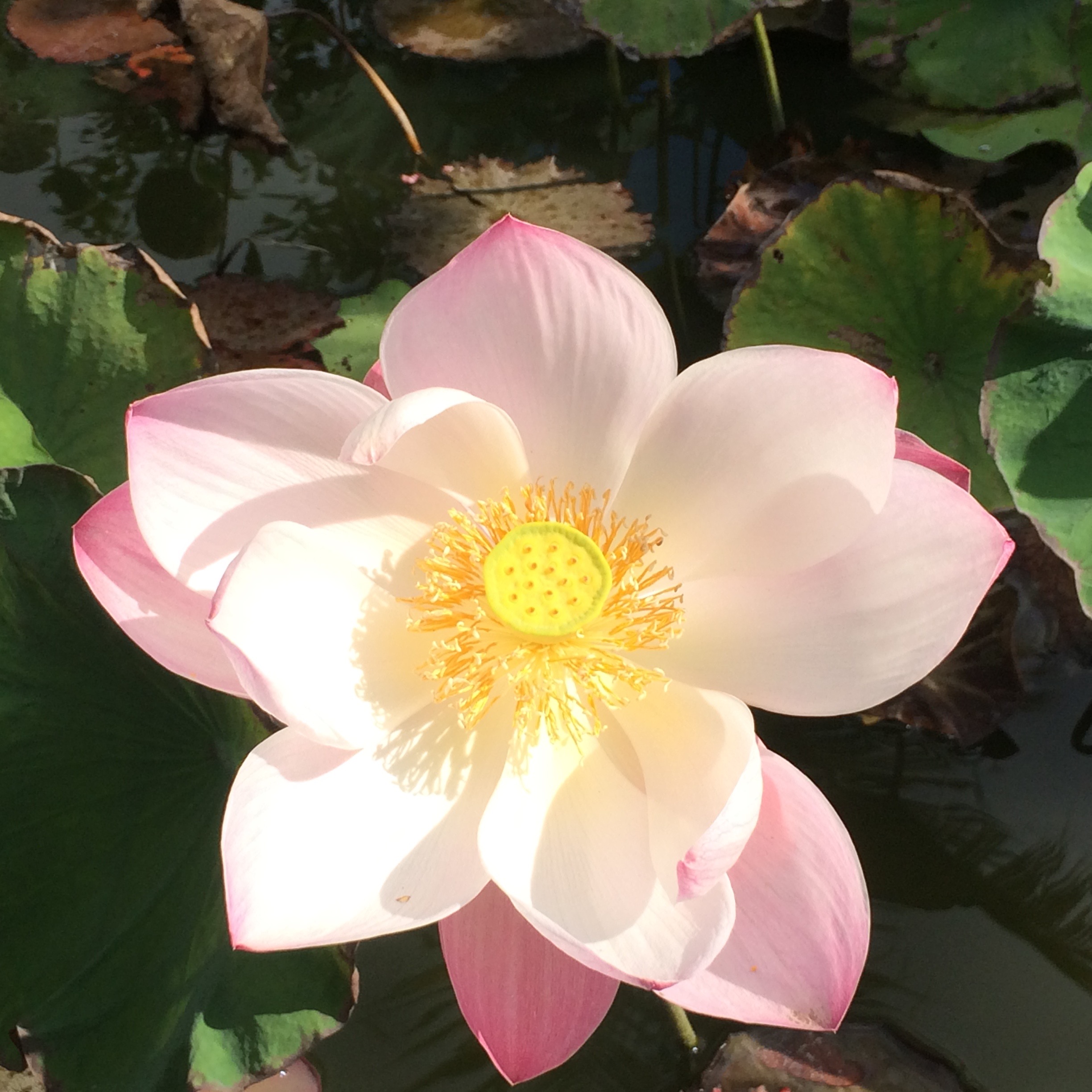Lotus: signe de l'impermanence
