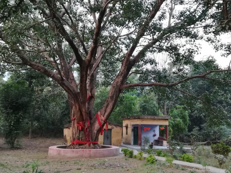 Holy Tree, Laxman Jhula, Rishikesh, Inde