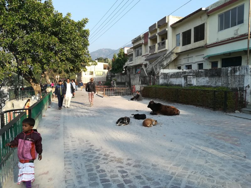 Vaches, chiens et population qui cohabite