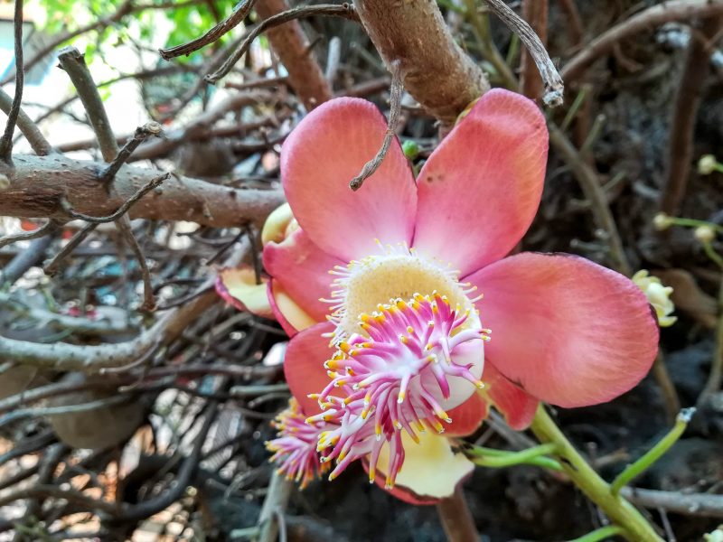 Fleur sacrée et mystérieuse associée à Shiva