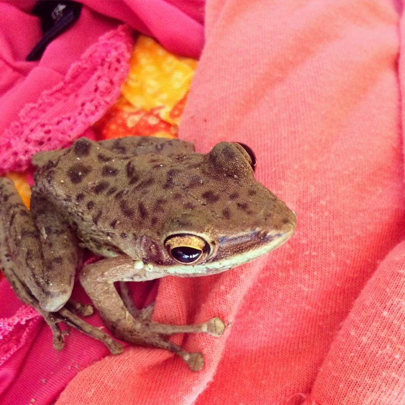 Grenouille animal totem à Bali
