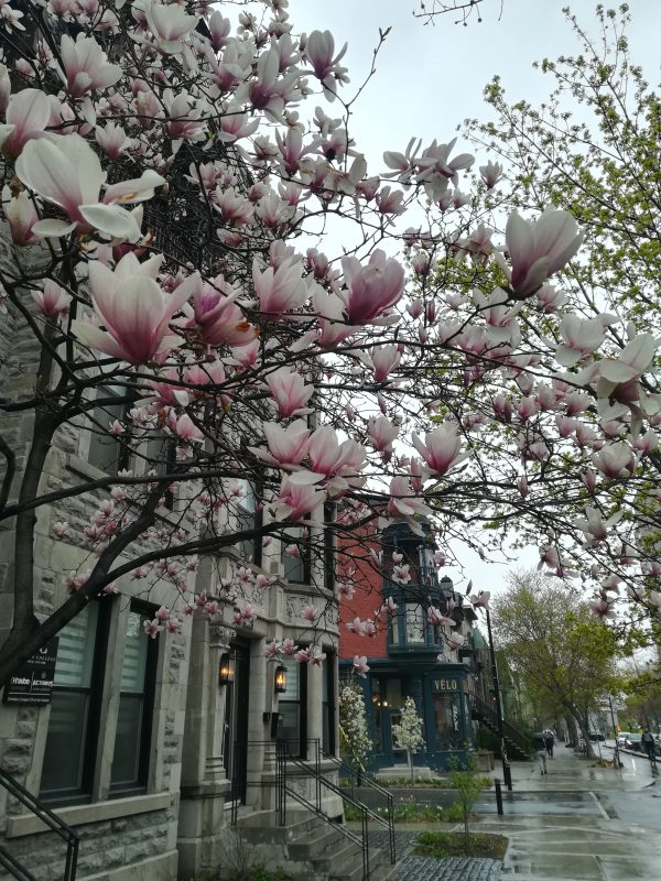 Arbre de magnolia à Montréal