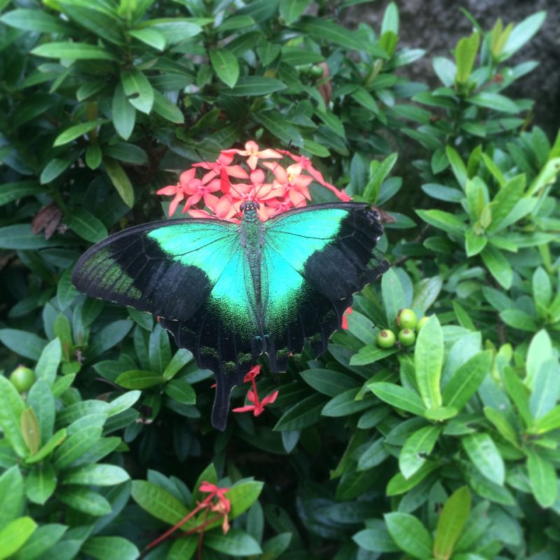 magnifique papillon au Népal