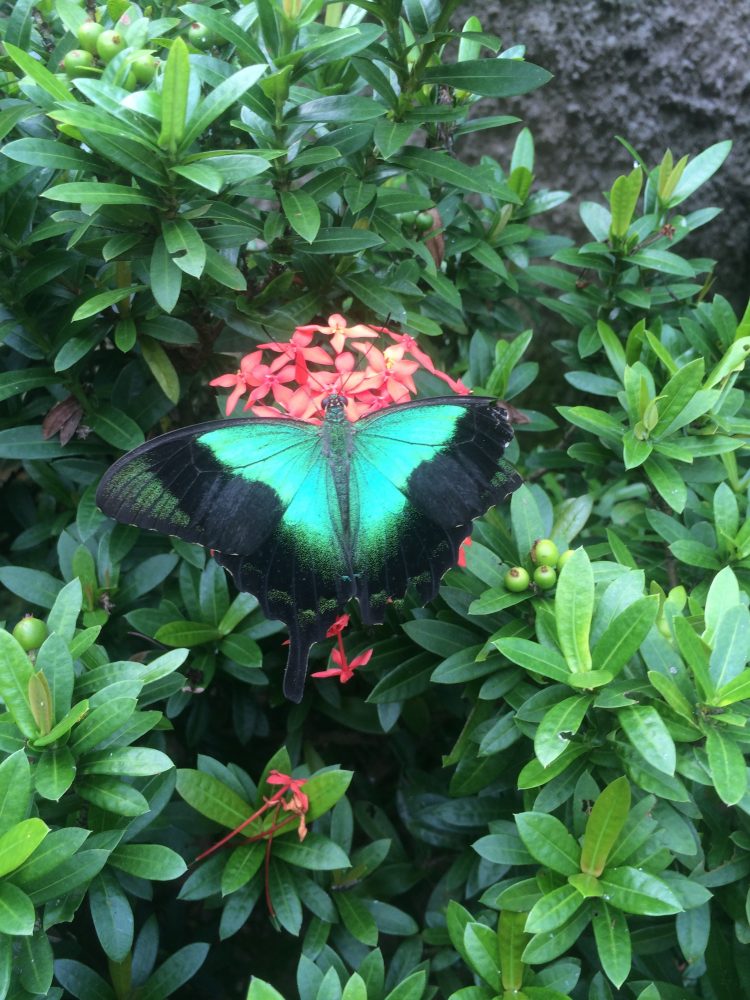 Papillon animal totem transformation