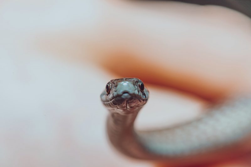 visites de serpent à Bali
Crédit photo: Unsplash