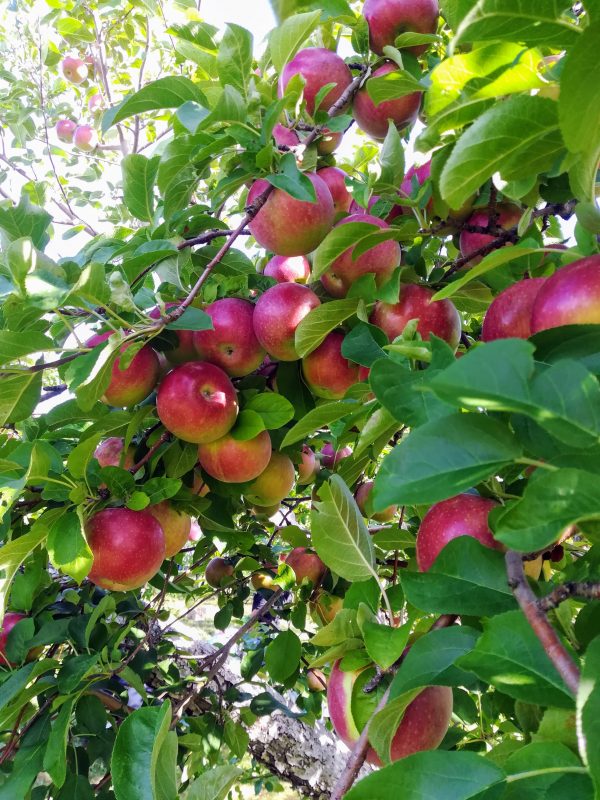Cueillette de pommes à Oka (Canada) au début de l'automne